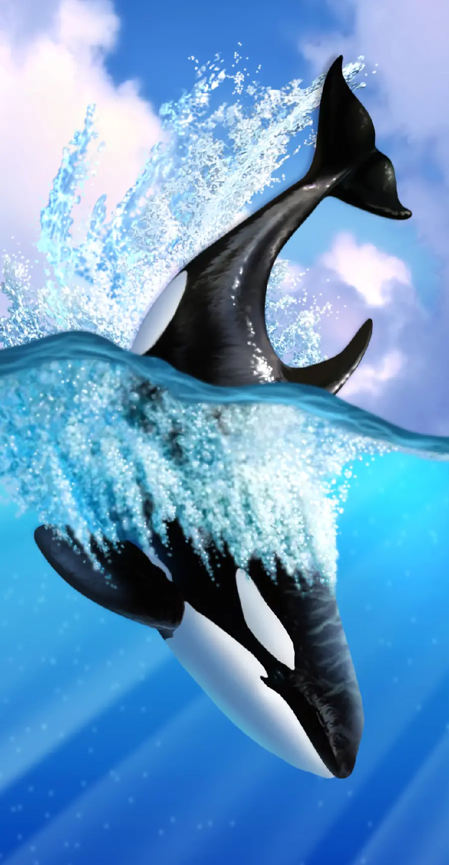 Orca Killer Whale