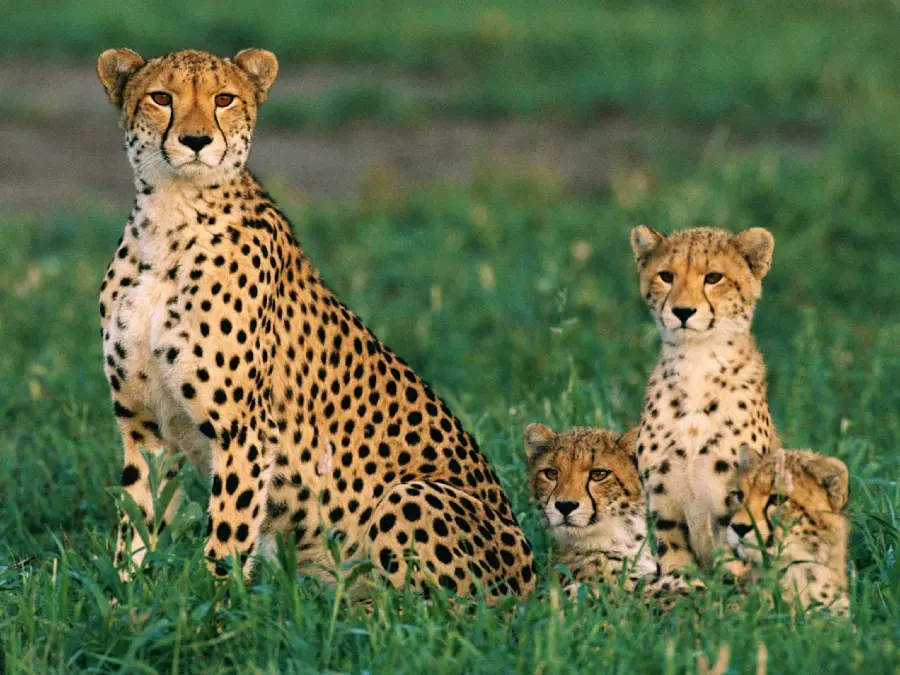 A very cool photo of a cheetah family sitting on the grass