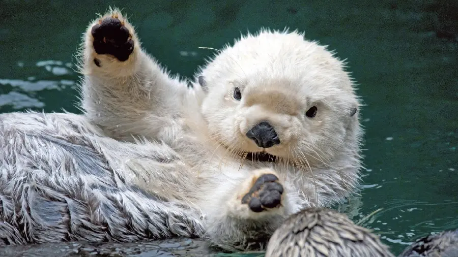 The coolest real beaver photo in full HD quality 