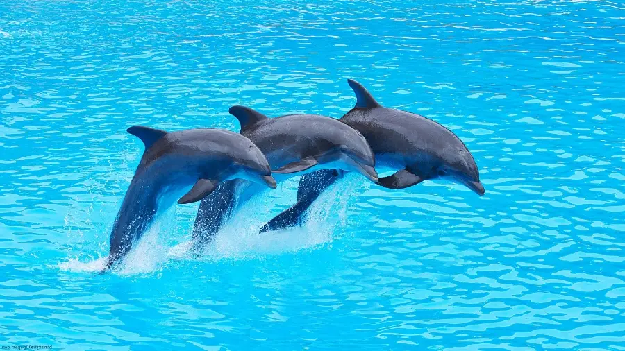 Stock photo of three dolphins jumping in clear water