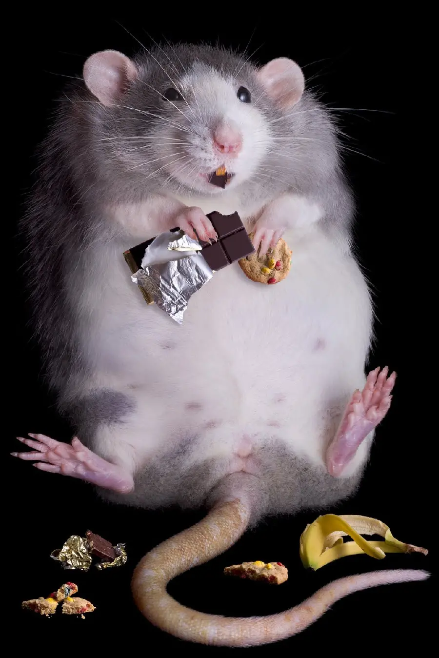 Download Profile Picture of a Googly Belly and Furry Mouse with a Black Background