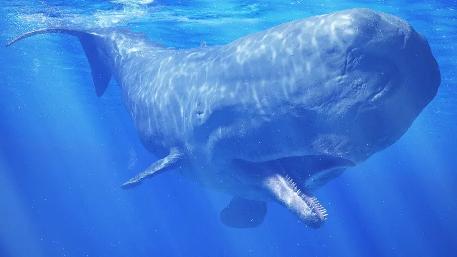 Background of a sperm whale in the waters of the Arctic regions