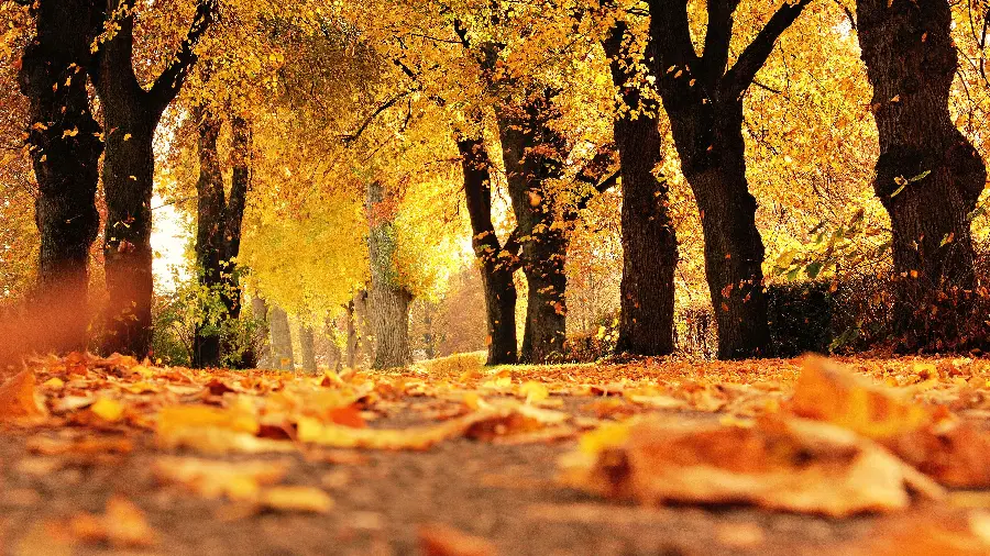 The exciting feeling of loneliness walking on the orange leaves of the autumn forest road
