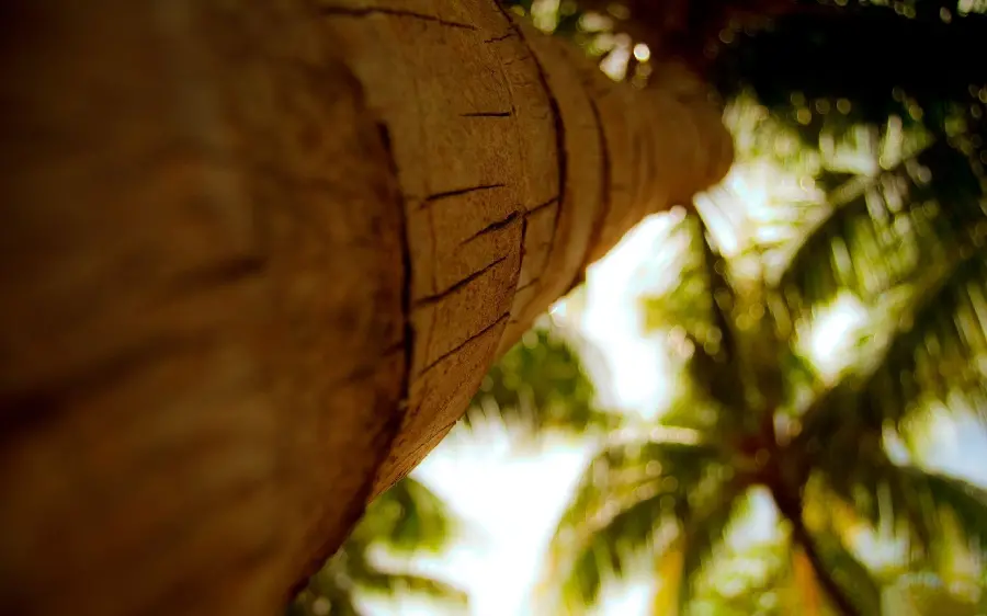 Photography with an interesting angle of a tree trunk full HD