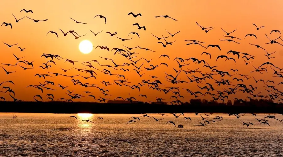 A very beautiful photo of birds flying for a story