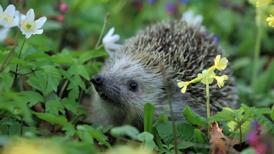 Special wallpaper of a small and cute but dangerous hedgehog or hedgehog in HD quality
