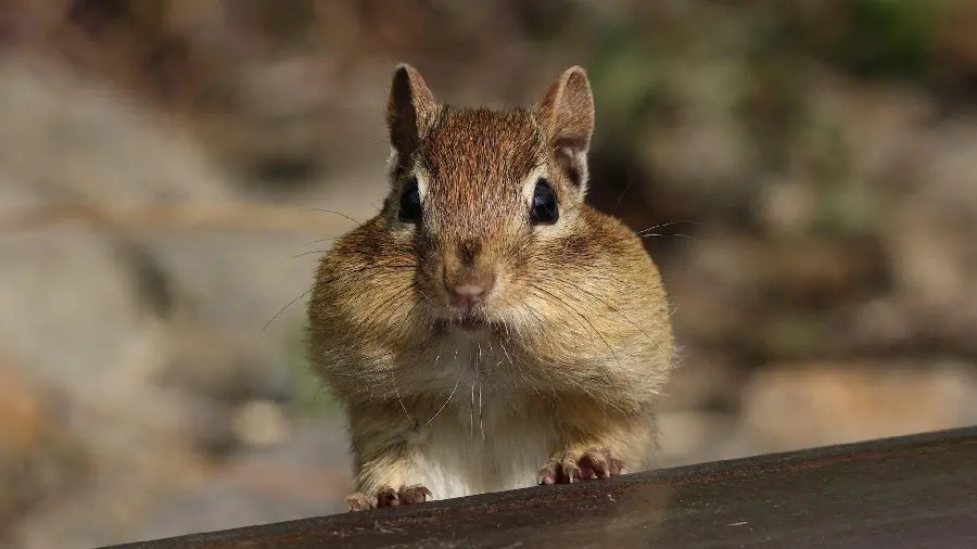 Wallpaper Squirrel for pet rodent lovers