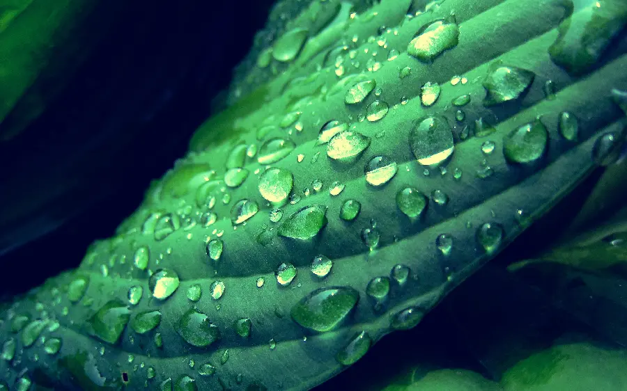 Download free and 3D photo of wet green plant with high quality