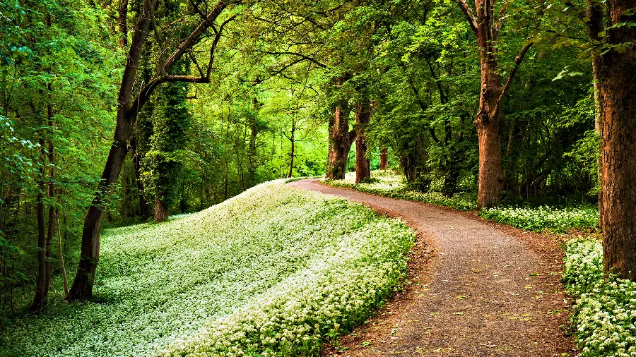 Wallpaper and image of a narrow road in the middle of lovely nature 