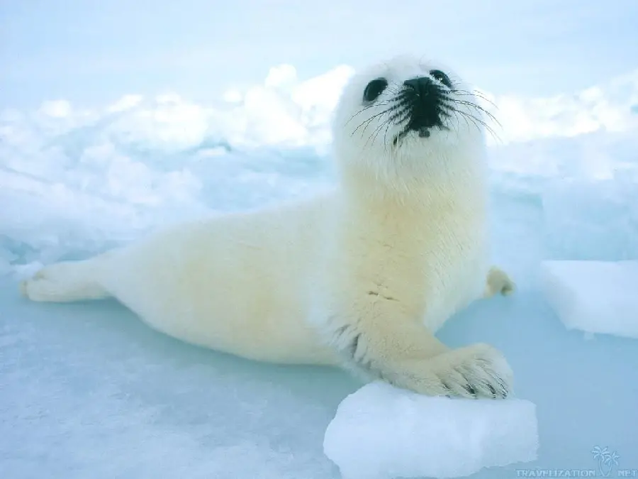 Photo Cute and fluffy white seal for telegram 