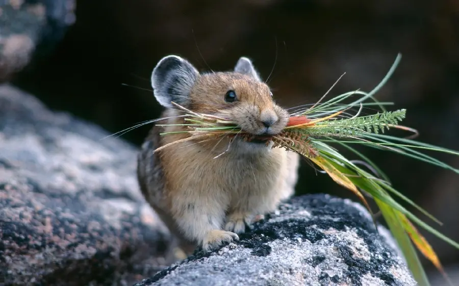 Real image of hamster collecting food in high quality 