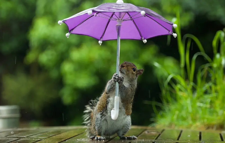 Cute and funny photo of a fluffy squirrel and a googly with a beautiful purple umbrella under the rain