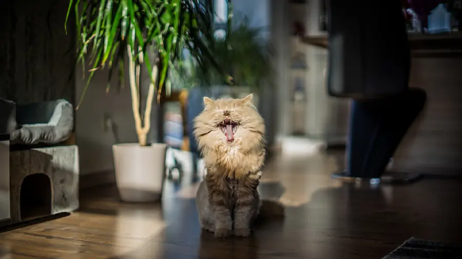 Stylish and special profile photo of a fluffy and fluffy cat, a fantasy home, in HD quality
