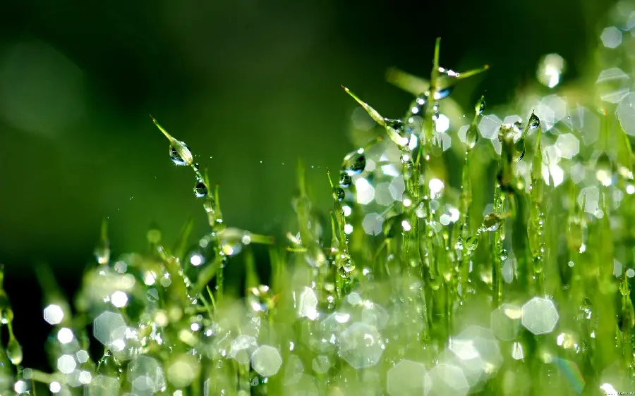 Background close-up of raindrops on grass andYoung green grass 