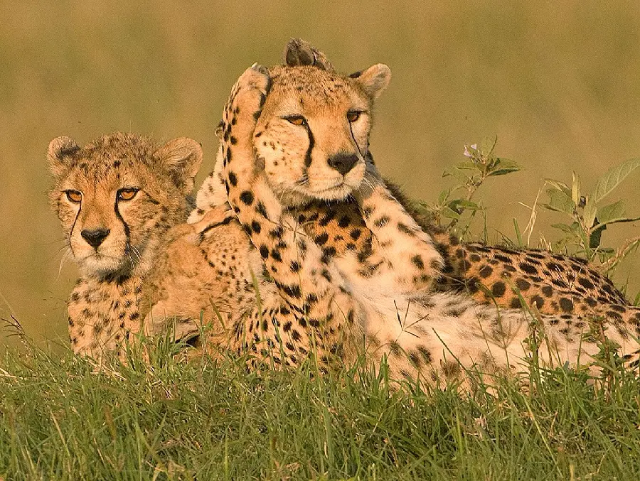 Profile picture of a cheetah family in Southeast Africa for documentary filmmakers