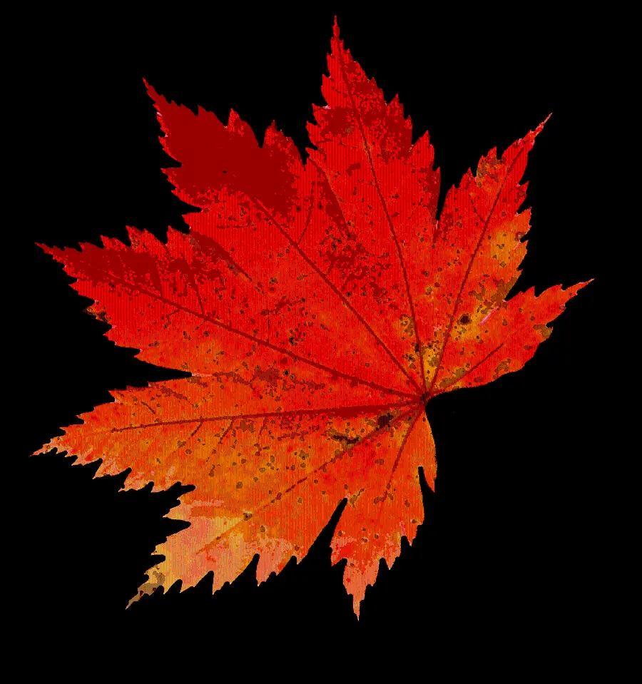 PNG image Unique red autumn leaf design with black background 