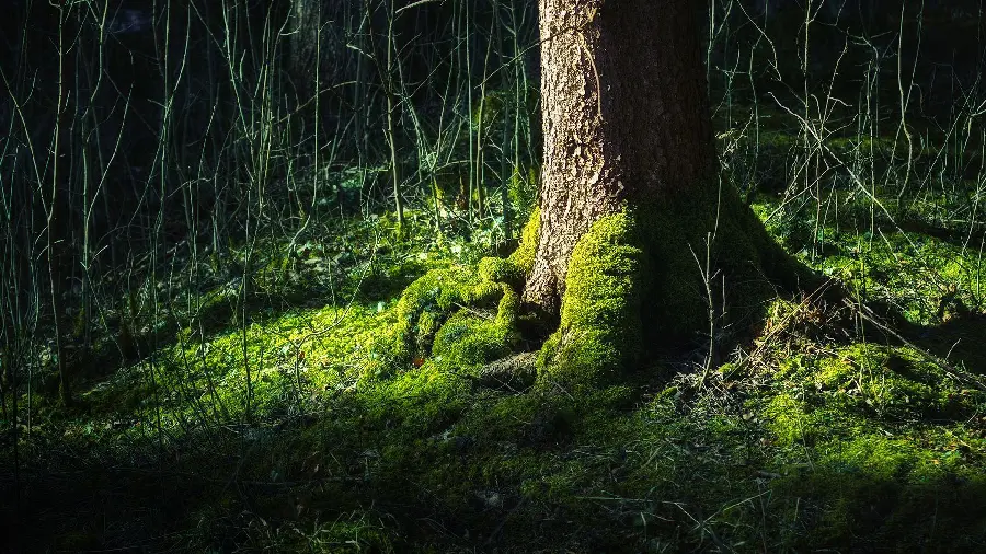 Tree trunk stock photo for wall poster printing