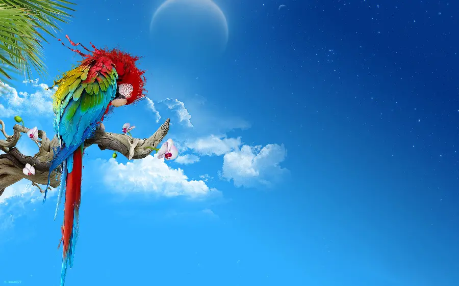 Download high-quality wallpaper for desktop from the smart parrot Ara