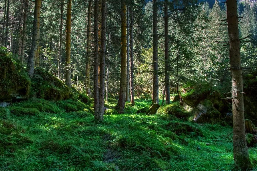 Dreamy nature for wedding photography 