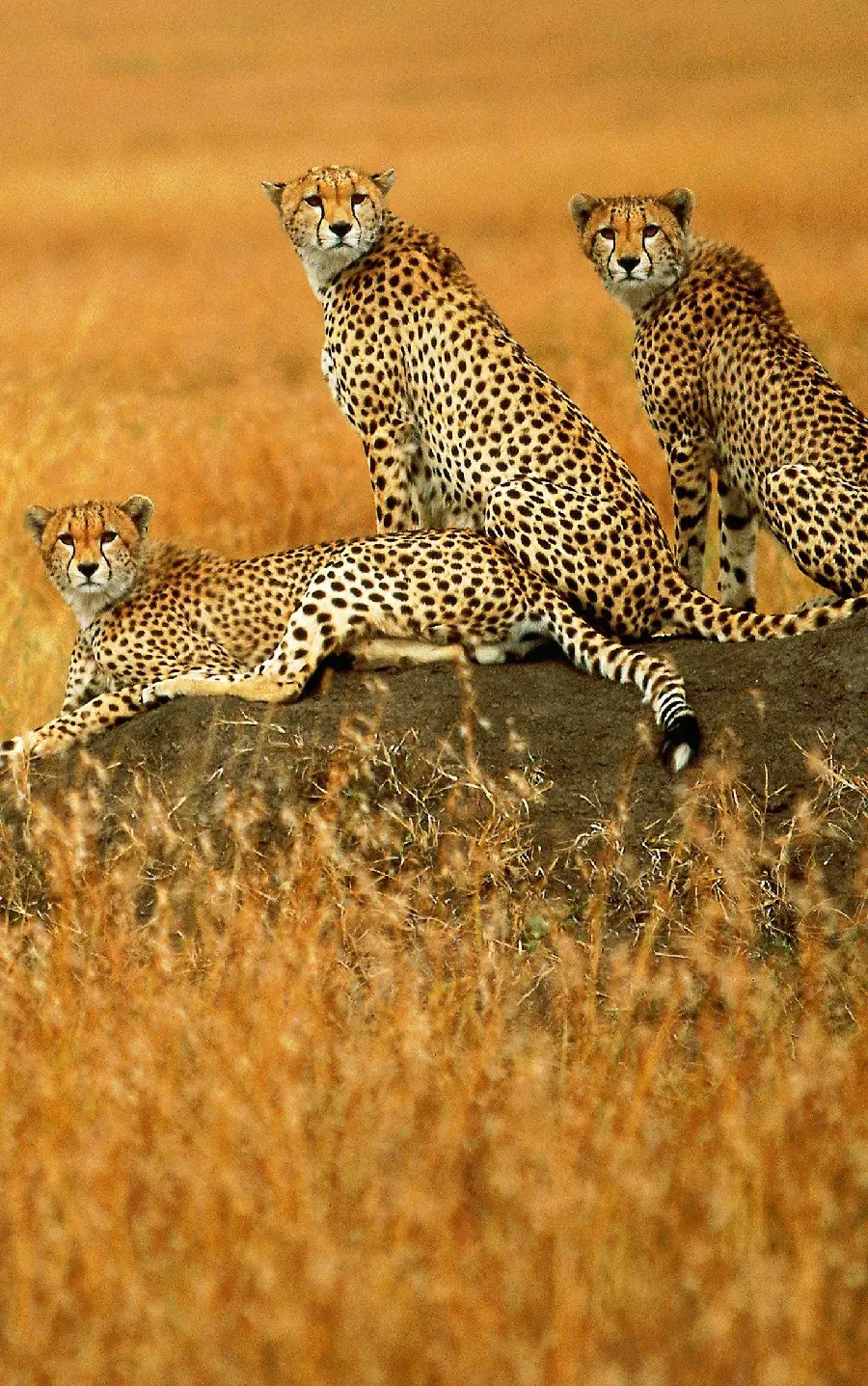 Wallpaper for your phone screen of the amazing cheetah family