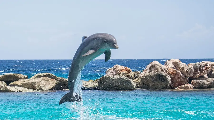 High quality wallpaper for desktop of dolphin jumping