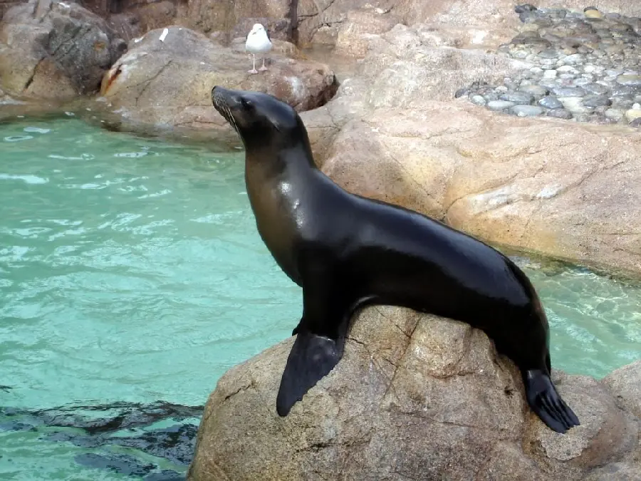 Download wallpaper of Caspian sea black seal for marine animal lovers