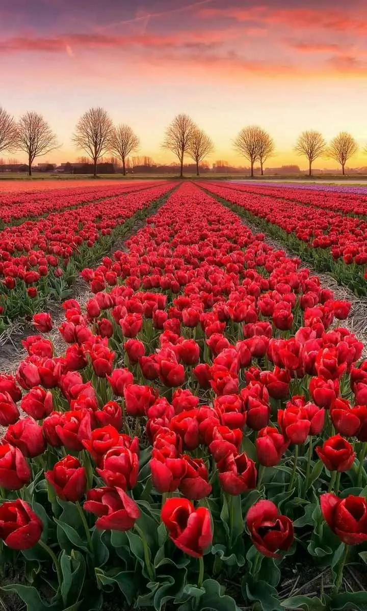 High quality stock of red flowers for your phone