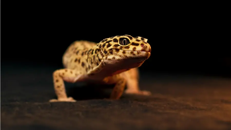 Beautiful photo and Amazing leopard gecko native to tropical and subtropical regions