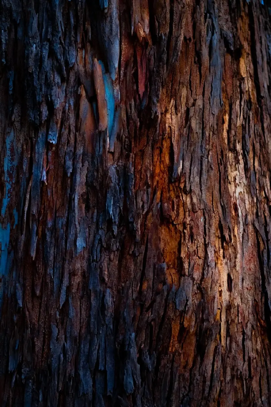 The most beautiful, stylish and special image of a damp and wet tree bark pattern after the rain 