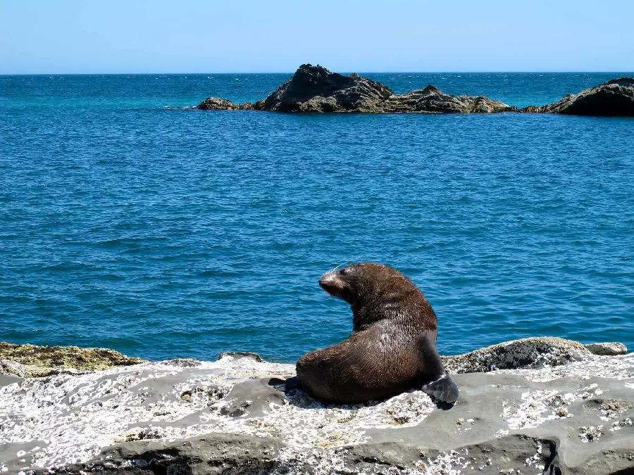 Beautiful and beautiful seal stock by the blue and boundless sea