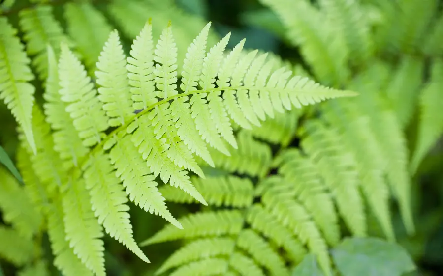 Profile photo of beautiful green needle leaves