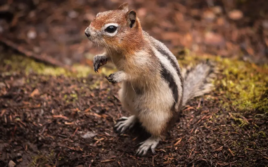 Download 4k quality wallpaper of a squirrel or striped squirrel
