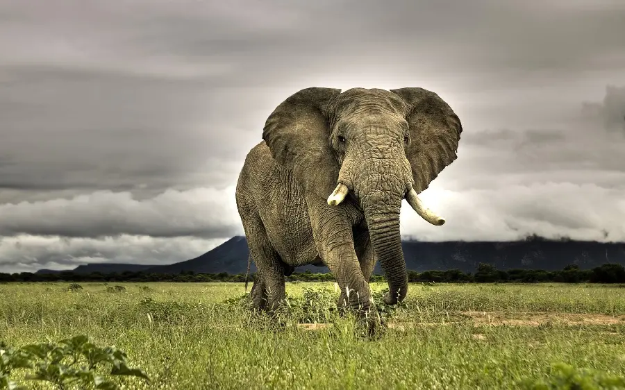 Elephants in grasslands near Mount Kilimanjaro the highest mountain in Africa