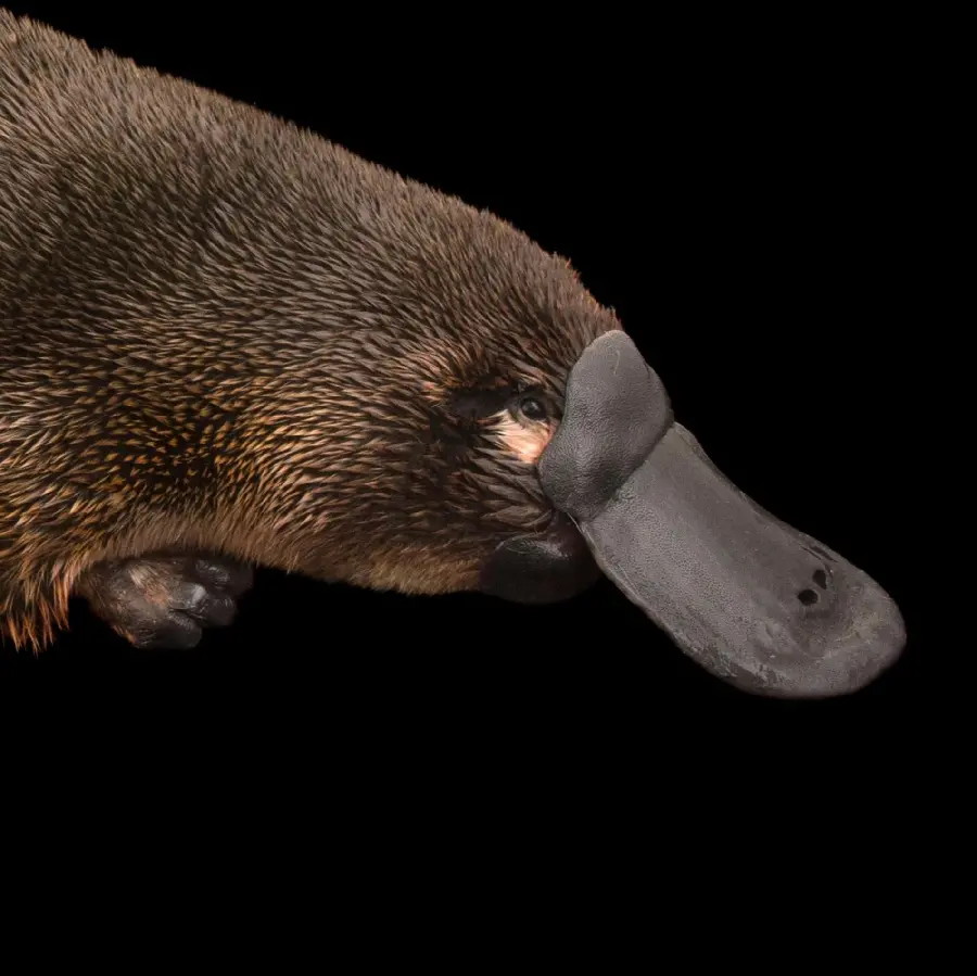 Very high resolution image of a platypus on a black background