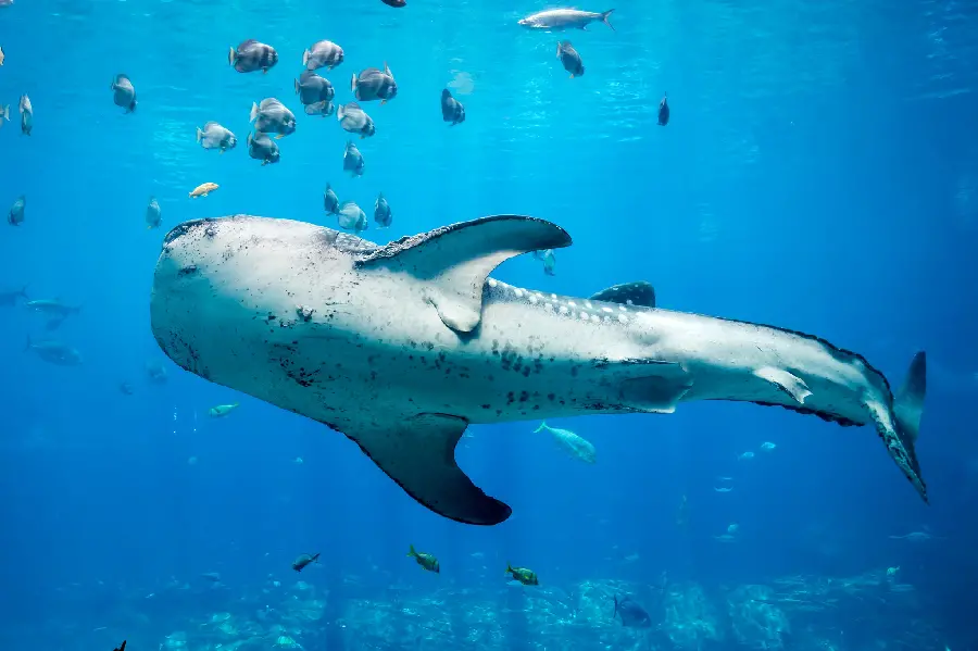 Photo of the most interesting marine animal Known as the Whale Shark