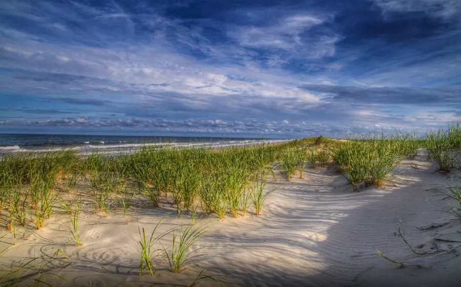 Download wallpapers with the theme of lush and pleasant beach grass