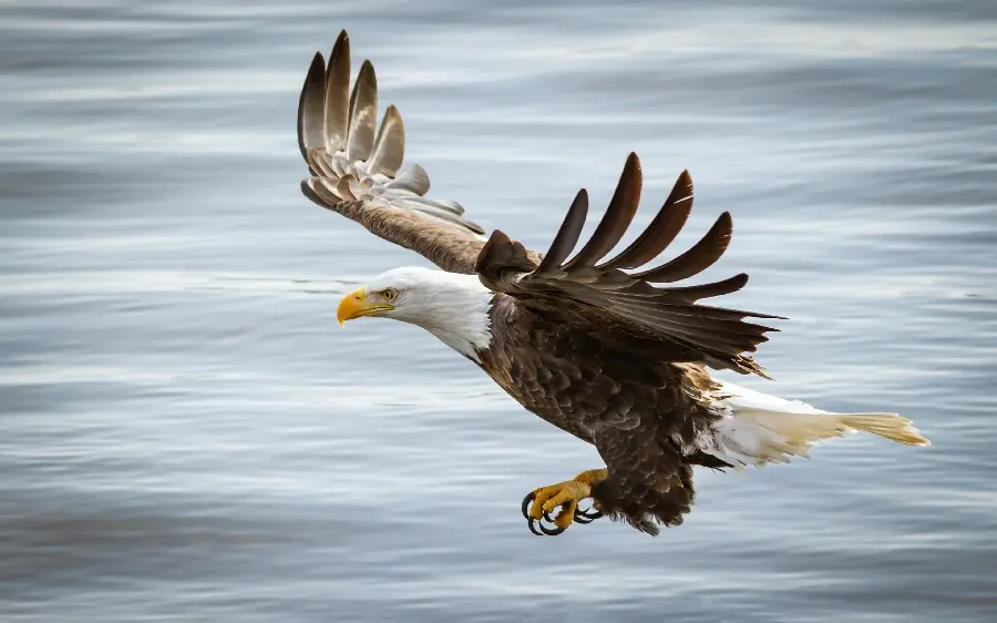 Magnificent Image of American Eagle Flying Over the Sea to Catch Fish