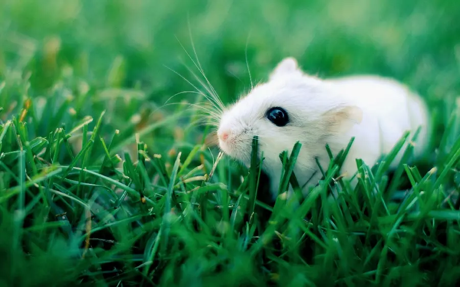 Download cute little white mouse photo in the greens