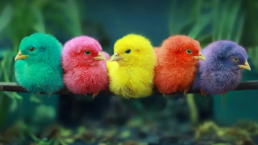 Cute and beautiful colorful chickens on a branch in HD quality