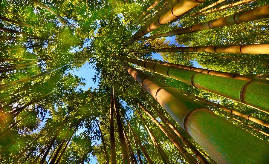 The most mysterious background of real bamboo trees in the highest quality