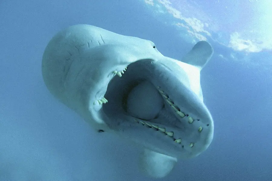 High-quality background photo of a beluga whale when it is about to hunt