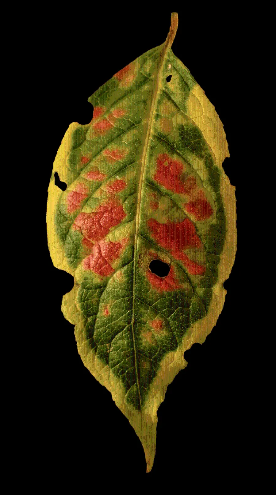 The best graphic image of the autumn leaf design of 2023 in PNG format