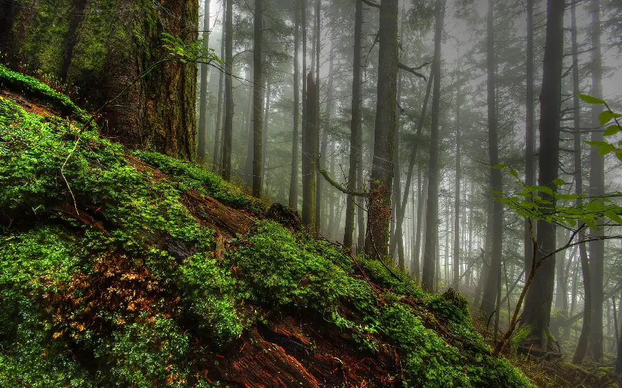 Download the image of the lush nature of beautiful and pleasant weather without humans 