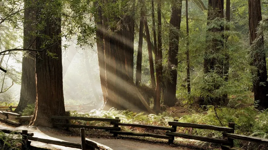 The best photo of a nature landscape with tall trees and gentle sunlight 