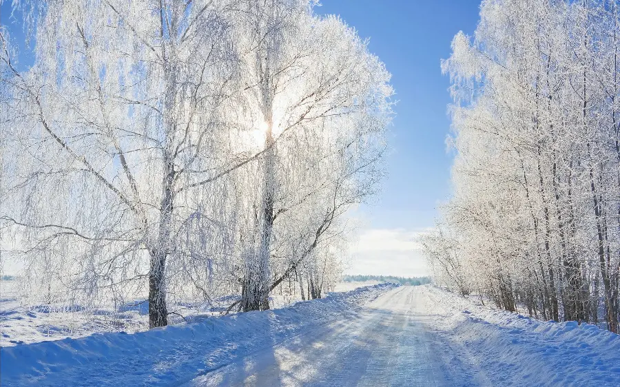 Profile photo of pure and magical winter nature with trees surrounded by snow