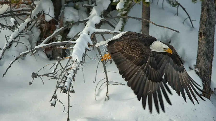 Wild and big eagle wallpaper the most powerful bird for aInstagram