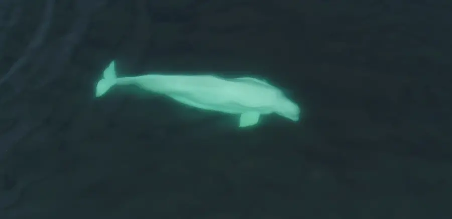 Photo taken of a giant beluga whale from above