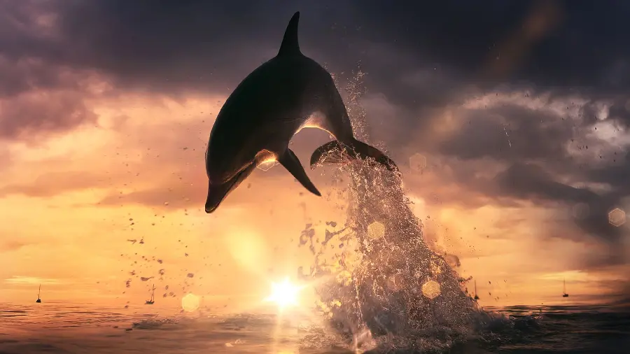 Download stunning dolphin wallpaper in the sea at sunset
