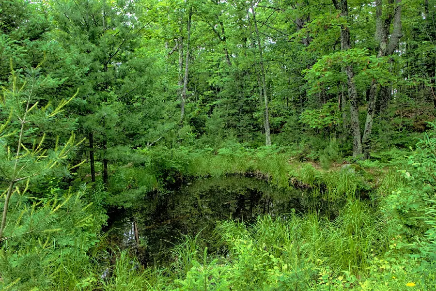 Download photo of lush and forested nature with cool spring weather 