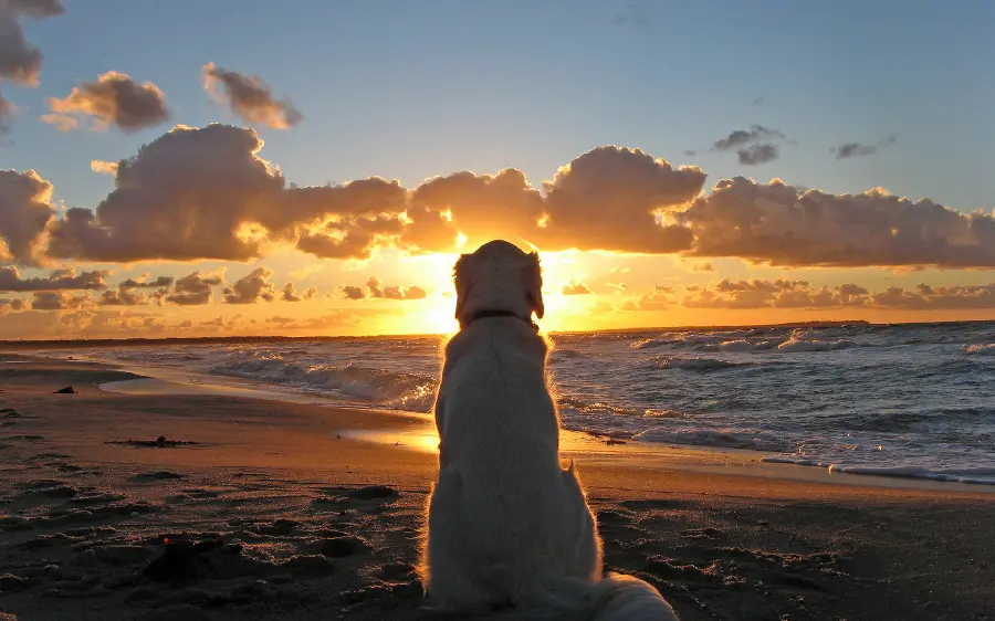 Download wallpaper with a shaggy dog ​​watching the sunset